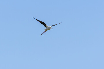 Black winged stilt flying in the blue sky