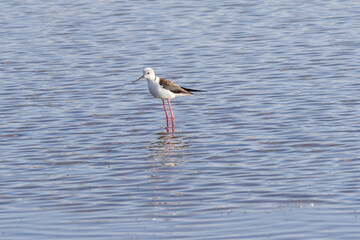 Black winged stilt wading in shallow water with reflection