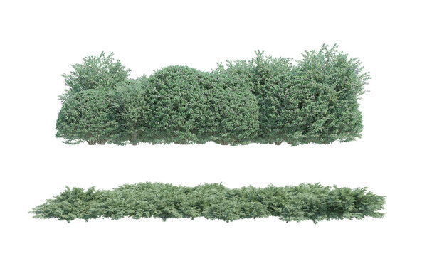 Savin Juniper and Glossy Abelia bush set png alpha chanel front view cutted