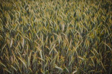 A field of wheat in early summer