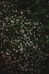 Some tiny white wild daisies