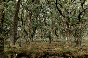 Fototapeta premium Woodland with moss and tree trunks.