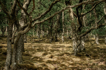 Moss-covered forest floor and tree trunks in spring.