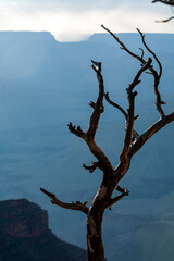 Bare tree foreground over depth of Grand Canyon vertical