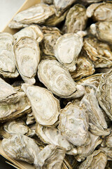 Raw Oysters at the market