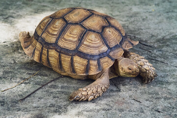 Big tortoises walking on the ground.