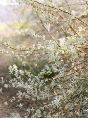 Pale green leafy branches stretch across soft sunlit background