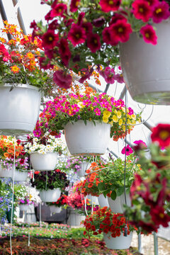 Colorful petunia flowers in hanging baskets inside a commercial
