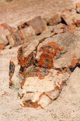 Petrified wood close-up showing red and orange tones