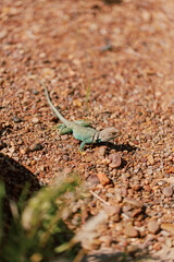 Green collared lizard exploring pebbly terrain