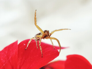 Close-Up of a Spider Posed on a Vibrant Red Flower Petal