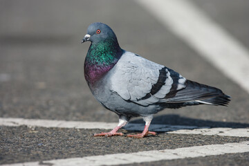 Rock Pigeon in a parking lot beside the Plymouth marina