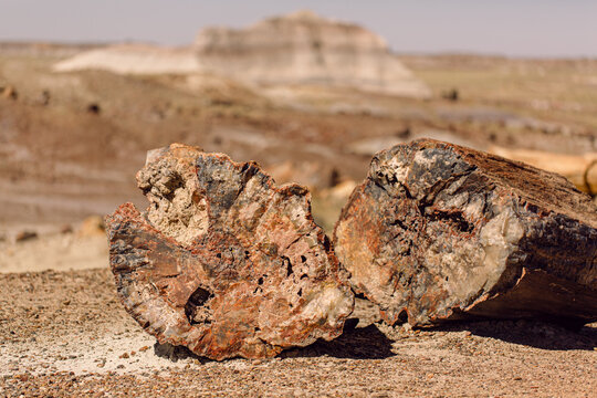 Petrified wood logs showing growth rings
