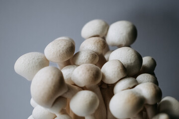 A group of mushrooms on a gray background