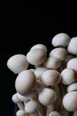 A group of mushrooms on a black background
