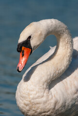 Portrait of a mute swan against blue water background