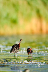 Glossy Ibis preening while standing in a salt marsh