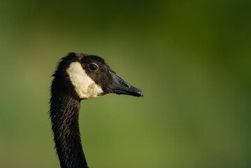Canada Goose portrait with green background