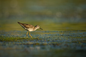 Lesser Yellowlegs hunting in a marsh at Jamaica Bay