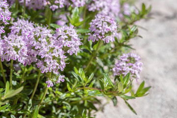 Closeup of blooming mountain savory (Satureja montana). Copyspace.