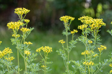 Flowering herb-of-grace (Ruta graveolens).