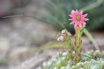 Hermaphrodite housleeks blossom (Sempervivum). Space for your text.