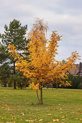 Bright yellow maple tree stands out against cloudy sky in a park