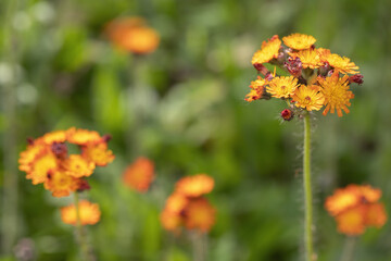 Blooming orange hawkweed (Hieracium aurantiacum). Copyspace.