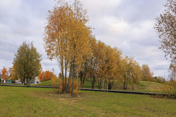 Autumn landscape with bright willows and colorful foliage in a park setting