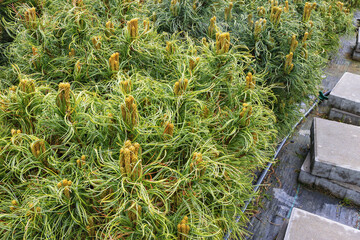 Bonnie Bergman Pinus Parviflora in the nursery with green foliage and new shoots