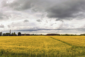Expansive rapeseed field under a moody sky in a rural landscape at midday