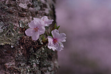 幹に咲く桜の花