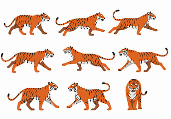 Set of flat vector cartoon tigers in various poses: walking, running, and standing illustrations