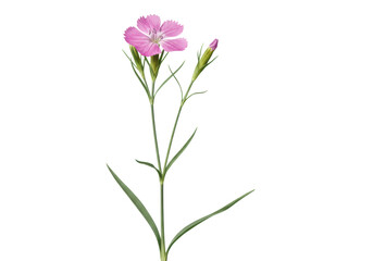 A delicate pinkish-purple dianthus flower with green stem, leaves, and unopened bud, against a transparent background with copy space, soft lighting, no shadows. Concept of botanical elegance and