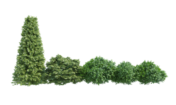 Bushes and pine trees in a line png akpha chanel front view