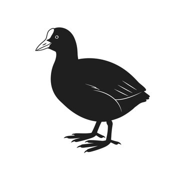 Silhouette of a coot bird standing on a white background