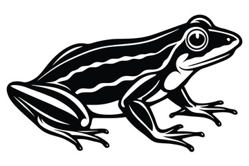 Cartoon frog with black outline stays still, exhibiting smooth skin and bulging eyes
