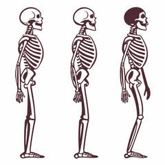 Three human skeletons shown in profile with anatomical details human anatomy medical illustration