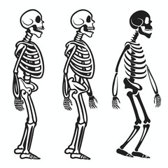 Three human skeletons black and white side view anatomy medical