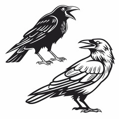 Black ravens with open beaks on white background crow bird