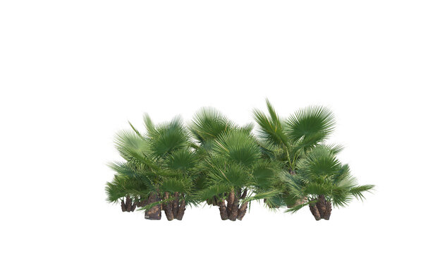 California palms exotic palms forest png alpha chanel