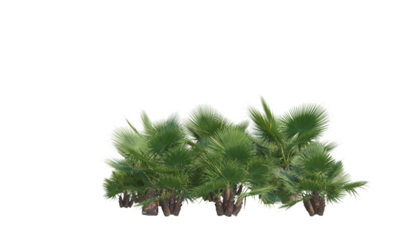 California palms exotic palms forest png alpha chanel