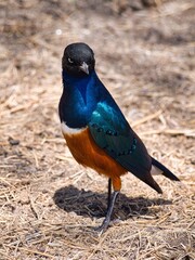 Superb Starling in Serengeti National Park, Tanzania