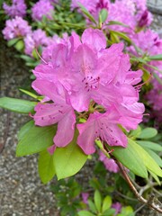 R&oacute;żowy kwiat, polska wieś