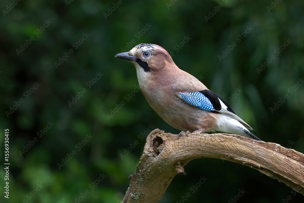 Poster Captured perched on a branch is a close up profile portrait of a jay with copy space around the bird