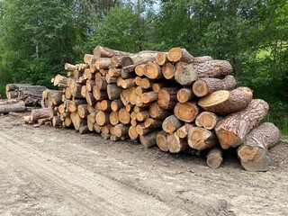 Ścięte drzewo, polski lasy 