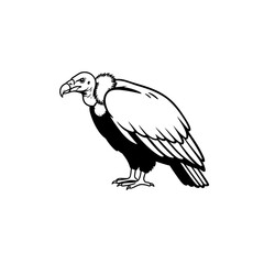 Obraz premium Illustration of a vulture standing in black and white silhouette