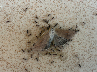 A large group of ants are gathered around a dead moth