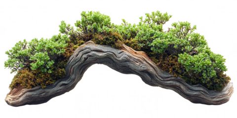 Twisted Driftwood Arch with Greenery and Moss Isolated on Transparent Background captivating image weathered driftwood arch adorned vibrant greenery moss The transparent background allows for