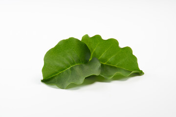 おかわかめ　イメージ